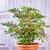 Bolivian Rainbow Chilli Seeds Image by CHILLIESontheWEB Bolivian Rainbow Chilli Seeds Image by CHILLIESontheWEB