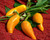 Orozco Chili Seeds Image by CHILLIESontheWEB Orozco Chili Seeds Image by CHILLIESontheWEB