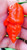 Apocalypse Naga Bhut Chilli Image by CHILLIESontheWEB Apocalypse Naga Bhut Chilli Image by CHILLIESontheWEB
