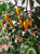 Bhutlah Yellow Chilli Plant Image by CHILLIESontheWEB Bhutlah Yellow Chilli Plant Image by CHILLIESontheWEB
