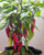 Maris Biber Chilli Seeds Image by CHILLIESontheWEB Maris Biber Chilli Seeds Image by CHILLIESontheWEB
