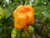 7 Pot Primo Yellow Hybrid Chilli Seeds Image by CHILLIESontheWEB 7 Pot Primo Yellow Hybrid Chilli Seeds Image by CHILLIESontheWEB