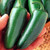 Macho Nacho Jalapeno Chilli Seeds Image by CHILLIESontheWEB Macho Nacho Jalapeno Chilli Seeds Image by CHILLIESontheWEB