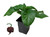 Carolina Reaper Chocolate Chilli Plant Image by CHILLIESontheWEB