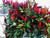 Birdseye Italico Chilli Seeds Image by Chillies on the Web Birdseye Italico Chilli Seeds Image by Chillies on the Web