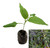 Zimbabwe Black Chilli Seedling Plant Image by CHILLIESontheWEB Zimbabwe Black Chilli Seedling Plant Image by CHILLIESontheWEB
