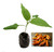 Aji Amarillo Chilli Seedling Plant Image by CHILLIESontheWEB Aji Amarillo Chilli Seedling Plant Image by CHILLIESontheWEB