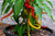 Corbaci Sweet Pepper Image by CHILLIESontheWEB Corbaci Sweet Pepper Image by CHILLIESontheWEB