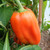 Rewia Sweet Pepper Image by CHILLIESontheWEB Rewia Sweet Pepper Image by CHILLIESontheWEB