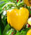Asti Yellow Sweet Pepper Image by CHILLIESontheWEB Asti Yellow Sweet Pepper Image by CHILLIESontheWEB