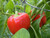 California Wonder Sweet Pepper Image by CHILLIESontheWEB California Wonder Sweet Pepper Image by CHILLIESontheWEB