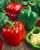 Yolo Wonder Sweet Pepper Image by CHILLIESontheWEB Yolo Wonder Sweet Pepper Image by CHILLIESontheWEB