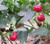 Red Cherry Sweet Pepper 10 Seeds Red Cherry Sweet Pepper 10 Seeds