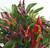 Eureka Chilli Plant Image by Chillies on the Web Eureka Chilli Plant Image by Chillies on the Web