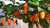 Bleeding Jigsaw Chilli Plant Image by CHILLIESontheWEB Bleeding Jigsaw Chilli Plant Image by CHILLIESontheWEB