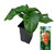 Bleeding Jigsaw 9cm Chilli Plant Image by CHILLIESontheWEB Bleeding Jigsaw 9cm Chilli Plant Image by CHILLIESontheWEB