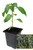 Zimbabwe Black 9cm Chilli Plant Image by CHILLIESontheWEB Zimbabwe Black 9cm Chilli Plant Image by CHILLIESontheWEB