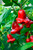 Bishops Hat Image by CHILLIESontheWEB Bishops Hat Image by CHILLIESontheWEB