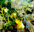 Cream Fantasy Chilli Pods Image by CHILLIESontheWEB Cream Fantasy Chilli Pods Image by CHILLIESontheWEB