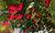 Scarlet Lantern Chilli Mature Plant Image by CHILLIESontheWEB Scarlet Lantern Chilli Mature Plant Image by CHILLIESontheWEB