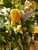 Jays Peach Ghost Scorpion Chilli Plant Image by CHILLIESontheWEB Jays Peach Ghost Scorpion Chilli Plant Image by CHILLIESontheWEB