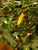 Blended Lemon Yellow Chilli Plant Image by CHILLIESontheWEB Blended Lemon Yellow Chilli Plant Image by CHILLIESontheWEB