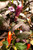 Purple Haze Chilli Plant Image by CHILLIESontheWEB Purple Haze Chilli Plant Image by CHILLIESontheWEB