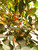 Long Pequin Chilli Plant Image by CHILLIESontheWEB Long Pequin Chilli Plant Image by CHILLIESontheWEB