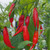 Aji Rojo Chilli Plant Image by CHILLIESontheWEB Aji Rojo Chilli Plant Image by CHILLIESontheWEB