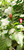CO2598 Chilli Plant Image by CHILLIESontheWEB CO2598 Chilli Plant Image by CHILLIESontheWEB