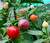 Pimenta Barra Do Ribeiro Chilli Plant Image by CHILLIESontheWEB Pimenta Barra Do Ribeiro Chilli Plant Image by CHILLIESontheWEB