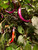 Buena Mulata Chilli Plant Image by CHILLIESontheWEB Buena Mulata Chilli Plant Image by CHILLIESontheWEB