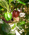 Chocolate Drop Chilli Plant Image by CHILLIESontheWEB Chocolate Drop Chilli Plant Image by CHILLIESontheWEB