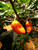 Hainan Yellow Lantern Chilli Plant Image by CHILLIESontheWEB Hainan Yellow Lantern Chilli Plant Image by CHILLIESontheWEB