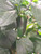 Jalapeno Jalapa Chilli Plant Image by CHILLIESontheWEB Jalapeno Jalapa Chilli Plant Image by CHILLIESontheWEB