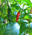 Kreb’s Elegance Chilli Plant Image by CHILLIESontheWEB Kreb’s Elegance Chilli Plant Image by CHILLIESontheWEB