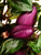 ODA Pepper - Immature Chilli Plant Image by CHILLIESontheWEB ODA Pepper - Immature Chilli Plant Image by CHILLIESontheWEB
