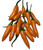 Aji Criolla Sella Chilli Plant Image by CHILLIESontheWEB Aji Criolla Sella Chilli Plant Image by CHILLIESontheWEB