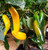 Ramiro Yellow Chilli Plant Image by CHILLIESontheWEB Ramiro Yellow Chilli Plant Image by CHILLIESontheWEB
