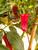 Santo Domingo Pueblo Chilli Plant Image by CHILLIESontheWEB Santo Domingo Pueblo Chilli Plant Image by CHILLIESontheWEB