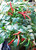 Pusa Sadabahar Chilli Plant Image by CHILLIESontheWEB Pusa Sadabahar Chilli Plant Image by CHILLIESontheWEB