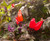 Explosive Ember Chilli Plant Image by CHILLIESontheWEB Explosive Ember Chilli Plant Image by CHILLIESontheWEB