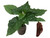 Habolokia Chocolate Seedling Plant Image by CHILLIESontheWEB Habolokia Chocolate Seedling Plant Image by CHILLIESontheWEB