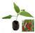 Aji Rojo Chilli Plant Image by CHILLIESontheWEB Aji Rojo Chilli Plant Image by CHILLIESontheWEB