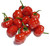 Brazilian Mini Pumpkin Chilli Plant Image by CHILLIESontheWEB Brazilian Mini Pumpkin Chilli Plant Image by CHILLIESontheWEB