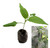 Jalapeno Jalapa Chilli Seedling Plant Image by CHILLIESontheWEB Jalapeno Jalapa Chilli Seedling Plant Image by CHILLIESontheWEB