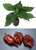7 Pot Bubblegum Chocolate Chilli Seedling Plant Image by CHILLIESontheWEB 7 Pot Bubblegum Chocolate Chilli Seedling Plant Image by CHILLIESontheWEB