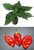 Naga Bih Red Chilli Seedling Plant Image by CHILLIESontheWEB Naga Bih Red Chilli Seedling Plant Image by CHILLIESontheWEB