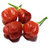 Inca Red Drop Chilli Plant Image by CHILLIESontheWEB Inca Red Drop Chilli Plant Image by CHILLIESontheWEB