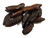 Tonka Bean Organic Image by SPICESontheWEB Tonka Bean Organic Image by SPICESontheWEB